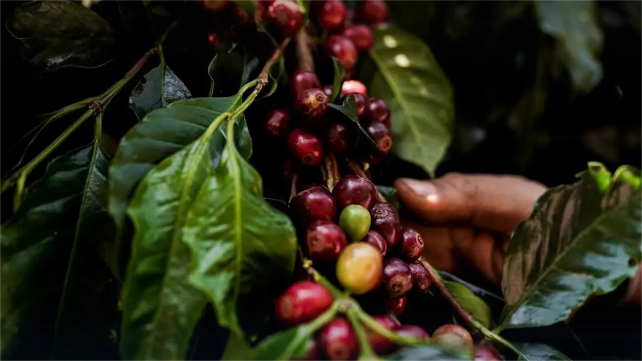 Thailand to import 80,000 tonnes of coffee in 2025